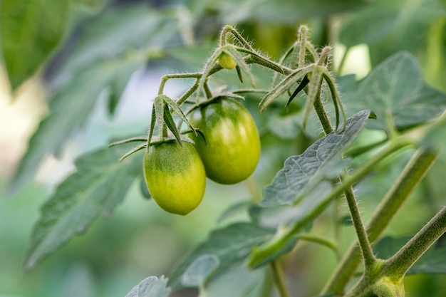 Green, unripe tomatoes hang in a greenhouse in the garden