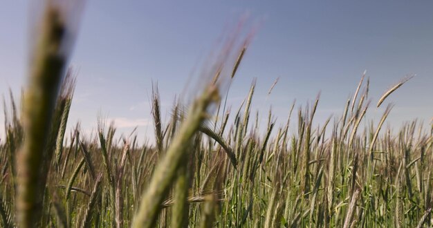 green unripe wheat in sunny weather