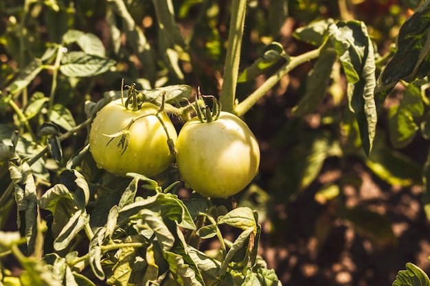 Green unripe young tomatoes hanging on bush