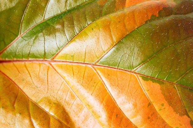 Green variegated plant Acalypha wilkesiana Musaica closeup Texture of flower leaves Tropical plants