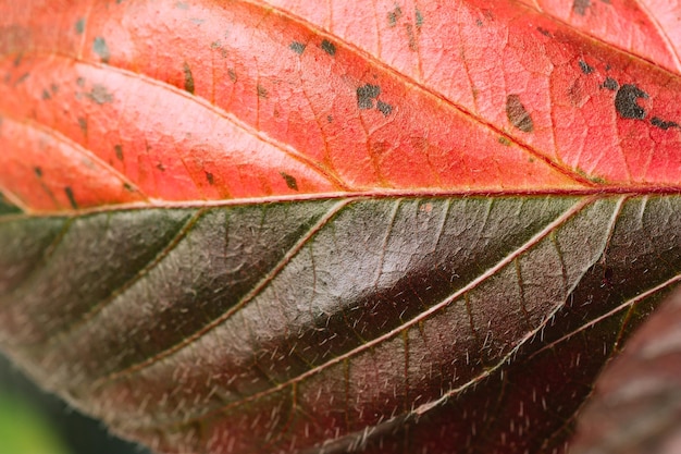 Green variegated plant Acalypha wilkesiana Musaica closeup Texture of flower leaves Tropical plants