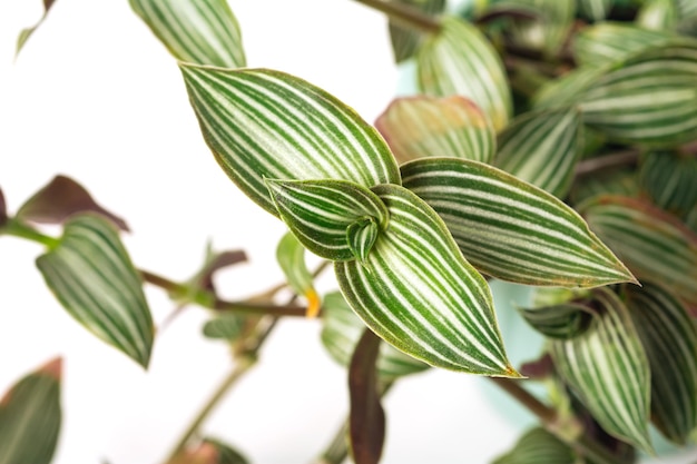 Green variegated plant Callisia gentlei var elegans on white background Home plant concept