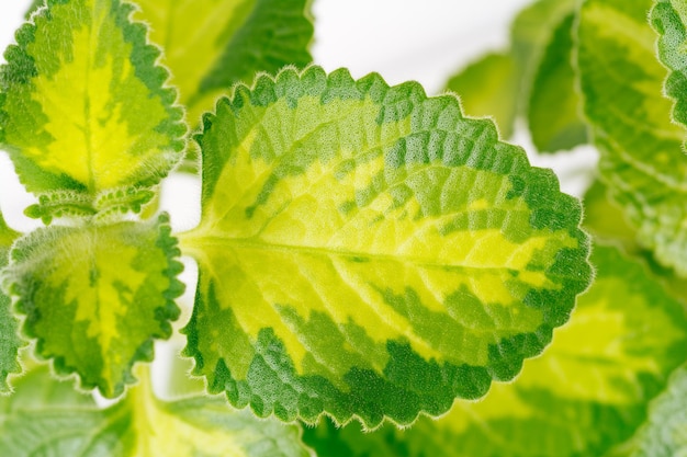 Green variegated plant Plectranthus amboinicus Golden Ruffles closeup Home plant concept