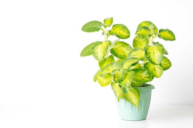 Green variegated plant Plectranthus amboinicus Golden Ruffles on white background with copy space