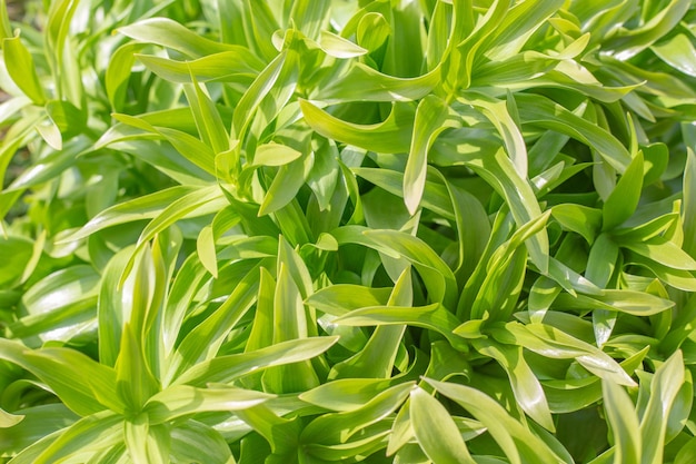 Green vegetable background leaves of a young lily in spring