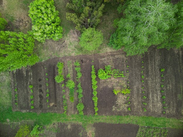 Green vegetable garden, Europe Ukraine, top drone view