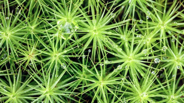 Green vegetable pattern grass and wet moss closeup macro background view from above