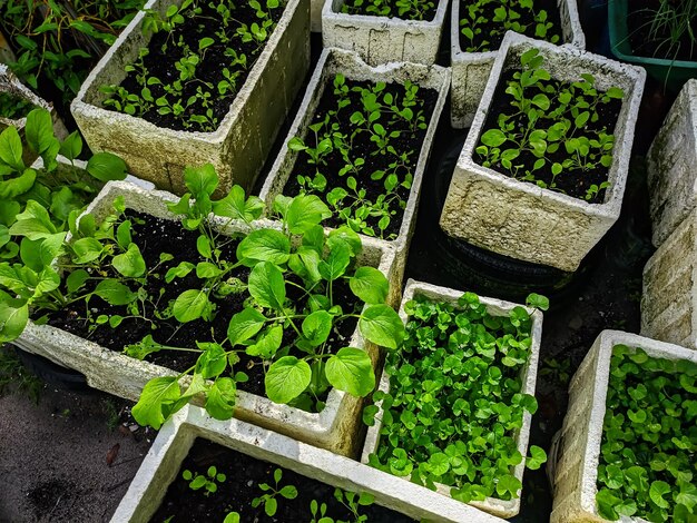 Green vegetables are grown using compost soil planted in white polystyrene containers