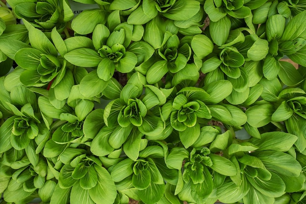 green vegetables leaves background