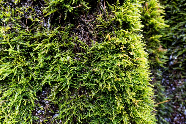 Green vegetation on wet stone Moss texture background with copy space