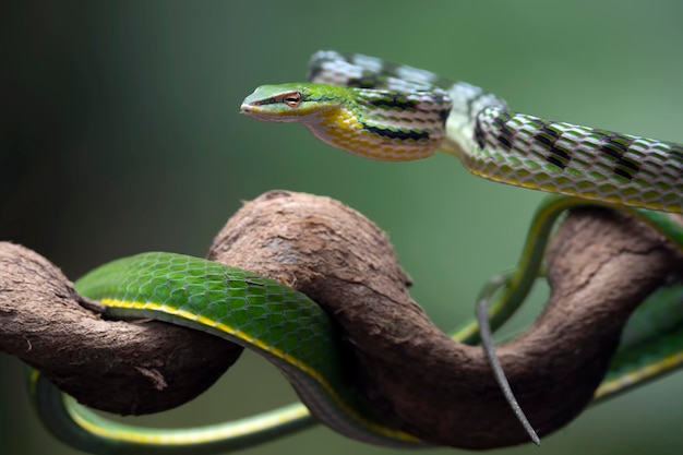 Green vine snake in attack position