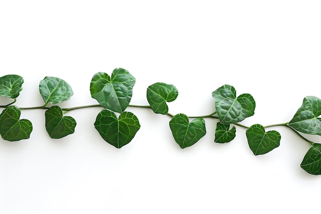 Green Vine with HeartShaped Leaves Isolated on White Background