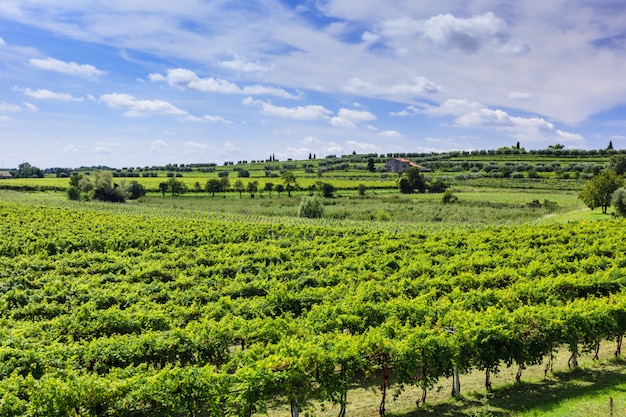 Green vineyard under blue sky