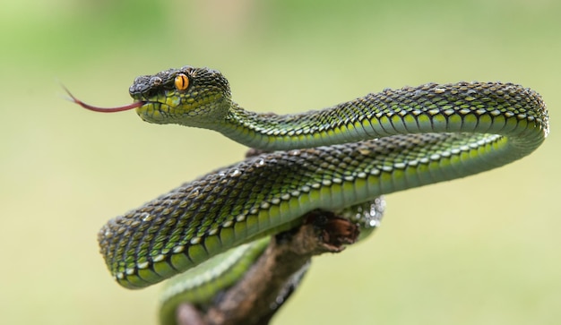 Green viper snake in close up and detail