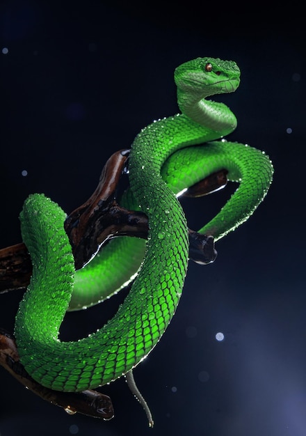 Green viper snake in close up