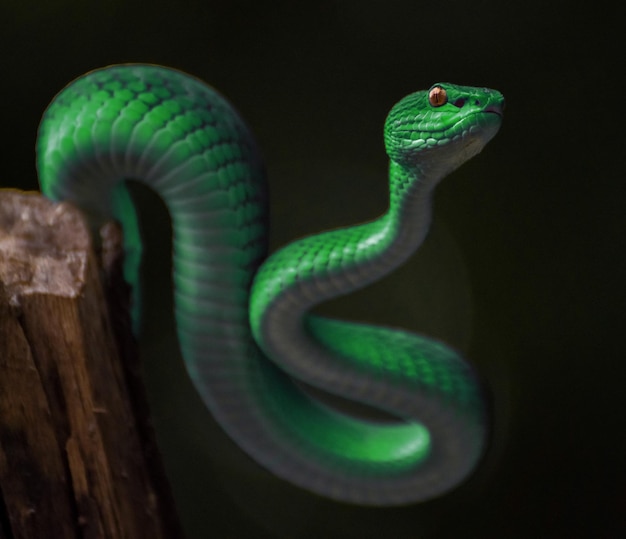 Green viper snake in close up