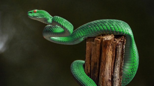 Green viper snake in close up