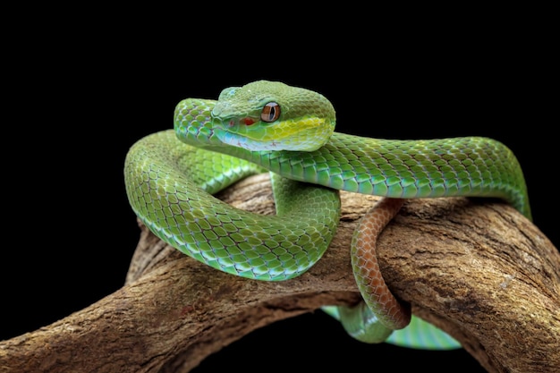 green viper snake, venomous and poisonous snake, trimeresurus albolabris