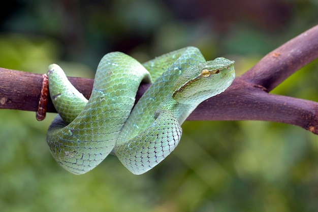 Green viper ( trimesurus alborabris ) in defensive mode