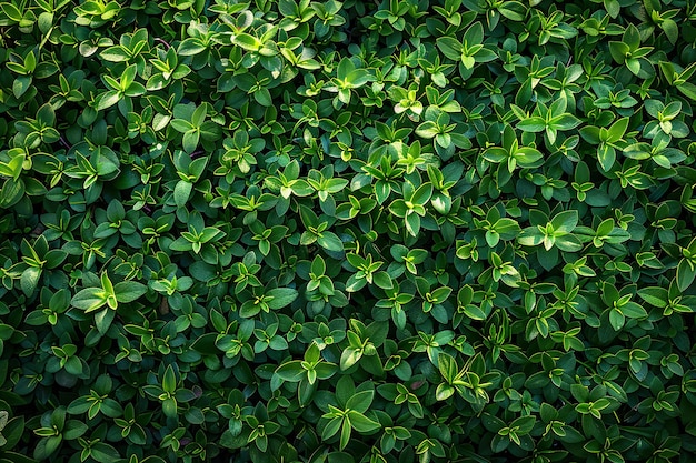 a green wall of ivy with a green background