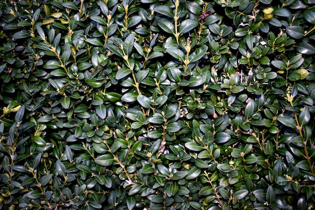 Green Wall Texture