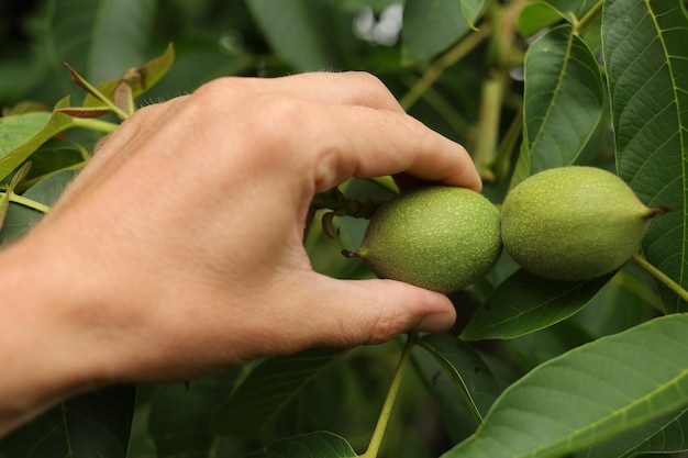 A green walnut is plucked by a hand