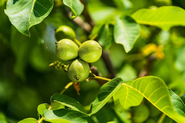 Green walnut on a tree branch Background of green leaves and walnuts Sunny spring day Raw walnut Walnuts in a green shell Walnut tree grow waiting to be harvested