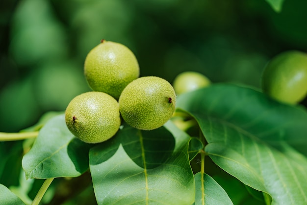 Green walnuts growing on a tree, close up