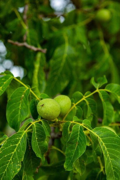 Green walnuts growing on a tree in the garden in summer