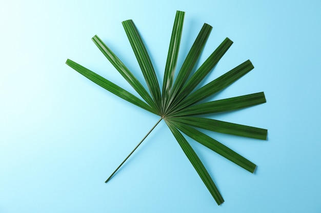 Green washingtonia leaves on blue table