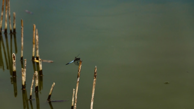 Green water and dragonfly