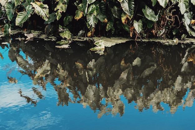 Green water plants and refections in the water.