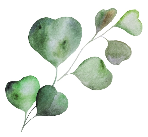 Green watercolor eucalyptus tropical leaf illustration isolated