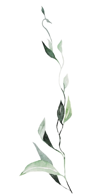 Green watercolor twig with leaves illustration isolated Element for wedding and party design