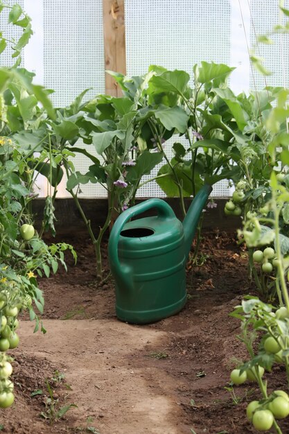 Green watering can in the geenhouse with vegetables