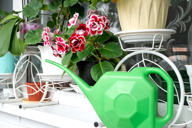 Green watering can on windowsill among flowerpots with blooming plants