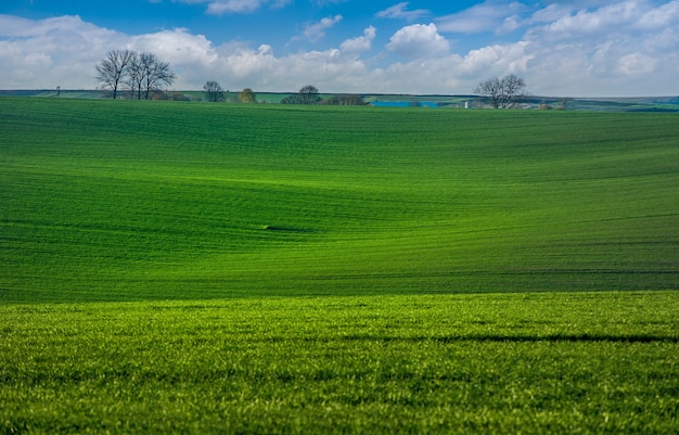 Green Waves of a wheat field of crops, with lines stretching in the distance.