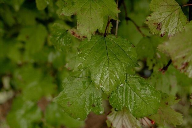 Green wet leaf closeup with rain drops Natural background of green leaves