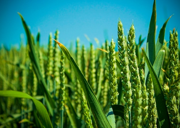 Green wheat and blue sky