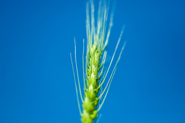 Green wheat farm india