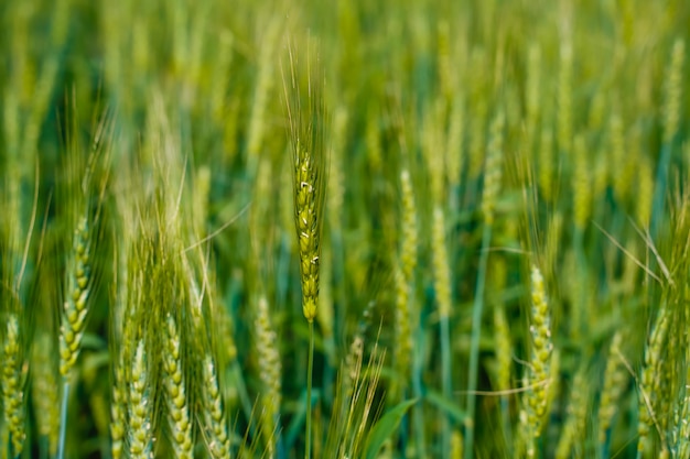 Green wheat farm in India