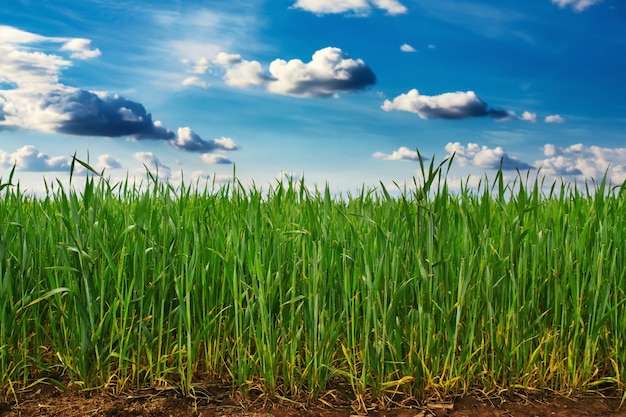 Green wheat field and blue sky with clouds