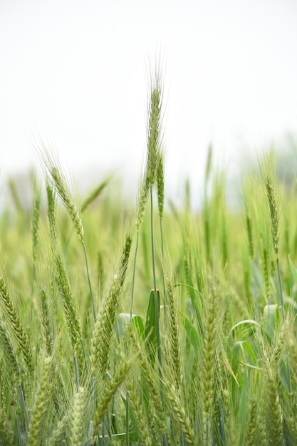 Green wheat field close up image Green Wheat whistle Wheat bran fields agriculture wheat field