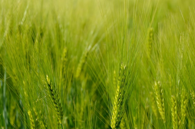 green wheat field in the countryside closeup natural background