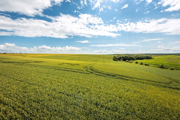 Green wheat field and rural landscape