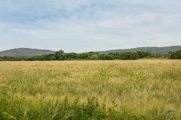 Green wheat field in spring in France