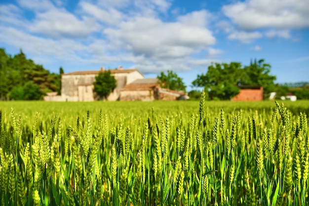 Green wheat field and sunny day at agricultural farm