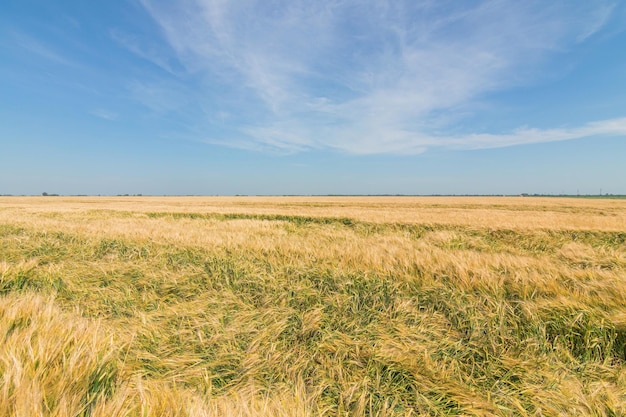 Green wheat field on sunny day.