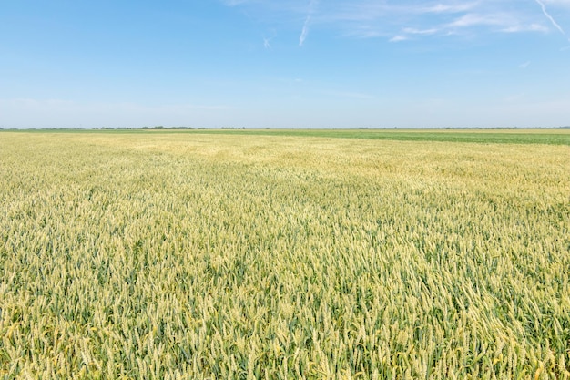 Green wheat field on sunny day.