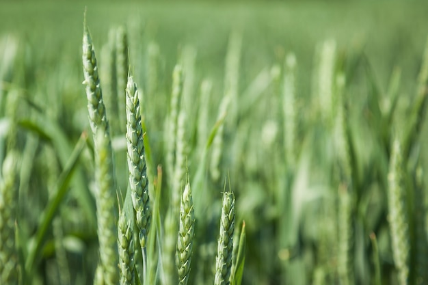 Green wheat field on a sunny summer day